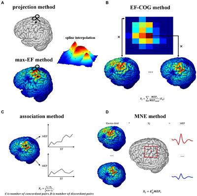 Transcranial magnetic stimulation mapping of the motor cortex: comparison of five estimation algorithms